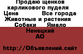 Продаю щенков карликового пуделя › Цена ­ 2 000 - Все города Животные и растения » Собаки   . Ямало-Ненецкий АО